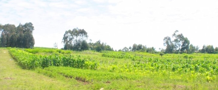 Thika Munyu photos