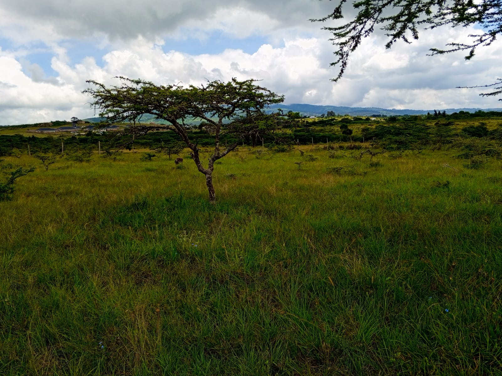 Lerai Plains photos