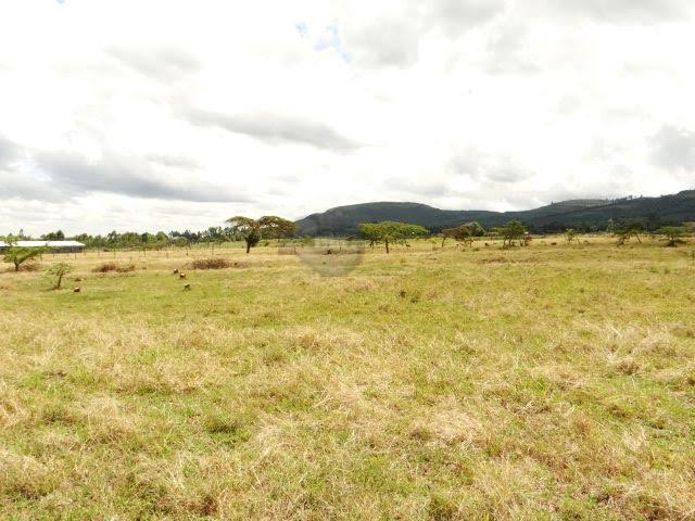 Kikopey Ridge photos