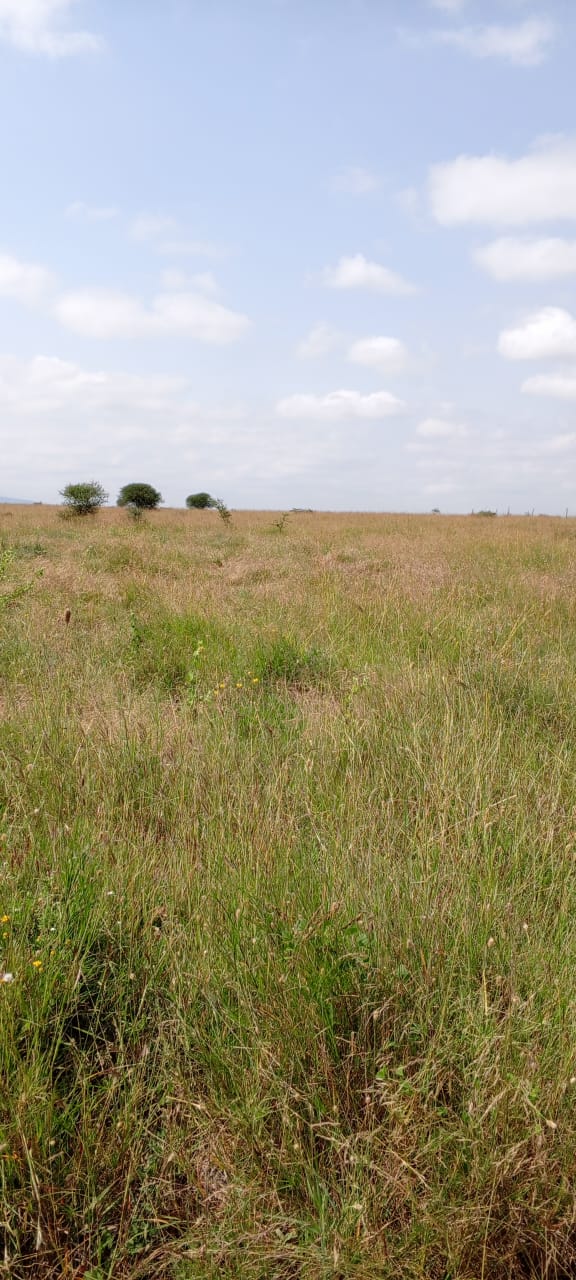 NAIVASHA HEIGHTS photos